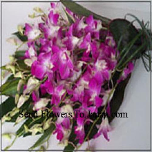 Cute Orchids Bunch