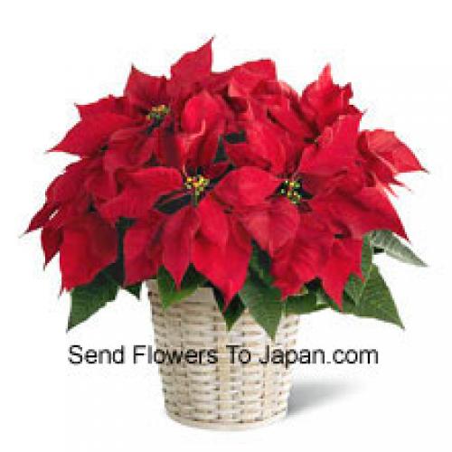 Mignonne Poinsettia dans un panier