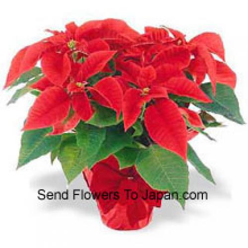 Hermosas Poinsettias Rojas