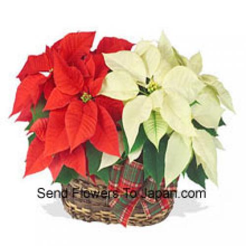 Hermosas poinsettias rojas y blancas en cesta